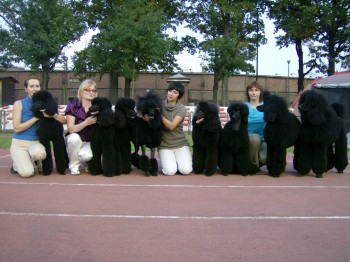dogs from the left:BAGGIO,BASSIANA,AZAZELLO,BROCCA,ALLEGRETTA,SAMANTA,ABADONNA,BIRINO dogs from the left:BAGGIO,BASSIANA,AZAZELLO,BROCCA,ALLEGRETTA,SAMANTA,ABADONNA,BIRINO